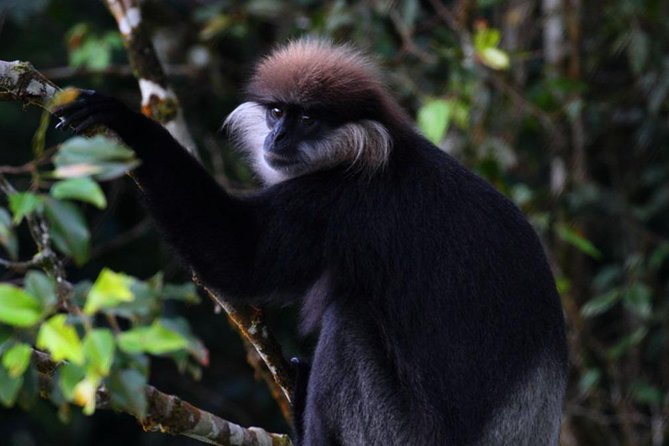 Sri Lanka Sinharaja Rain Forest Tour with Transport - The forest walk: what you’ll do with your ranger guide
