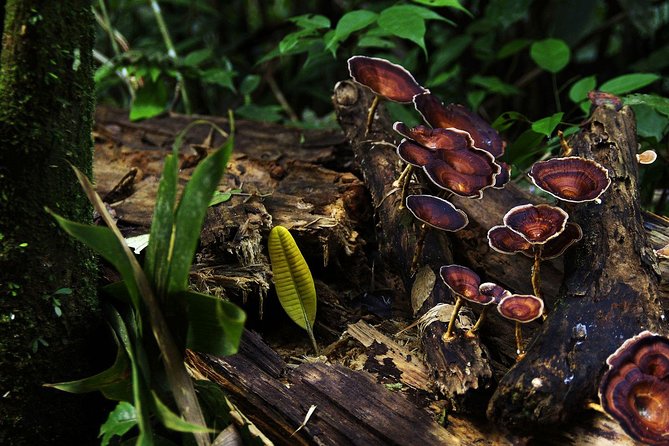Sri Lanka Sinharaja Rain Forest Tour with Transport - Birdlife and waterfalls: what to expect (and how to spot it)