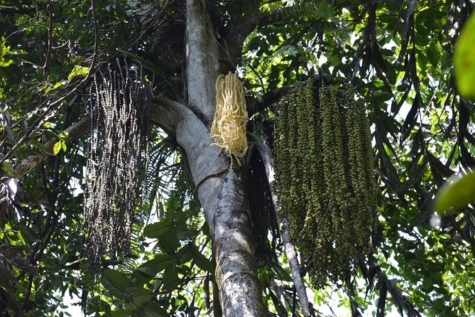 Sri Lanka Sinharaja Rain Forest Tour with Transport - The pace: moderate fitness, muddy ground, and the real meaning of 3 hours