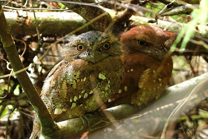 Sri Lanka Sinharaja Rain Forest Tour with Transport - Transport, tickets, and what’s actually included for $98