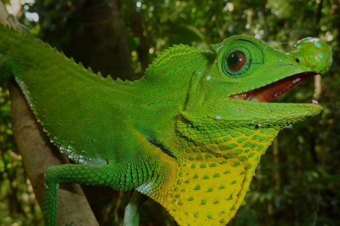 Sri Lanka Sinharaja Rain Forest Tour with Transport - Gem shopping stop: useful or just extra time?