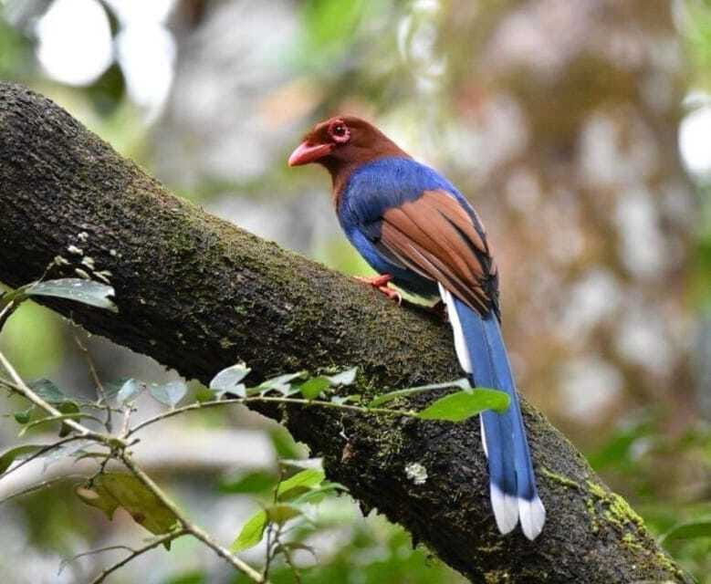 Sri Lanka : Sinharaja Rainforest Guided Trek with Pickup - Should you book the Sinharaja Rainforest guided trek with pickup?