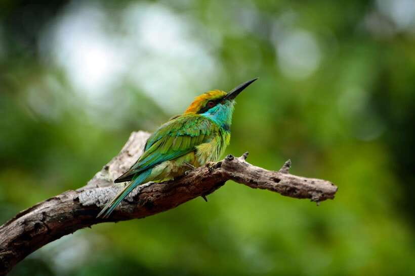 Sri Lanka: Sinharaja rainforest tour from Colombo, Bentota - Key Things I’d Bank On Before You Go