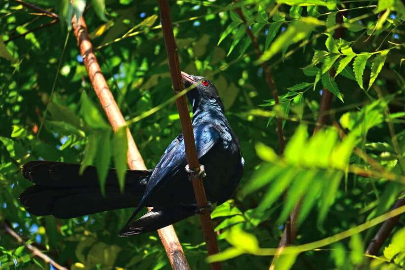 Sri Lanka: Sinharaja rainforest tour from Colombo, Bentota - Birds, Orchids, and Forest Flora: The Stuff You Actually Remember