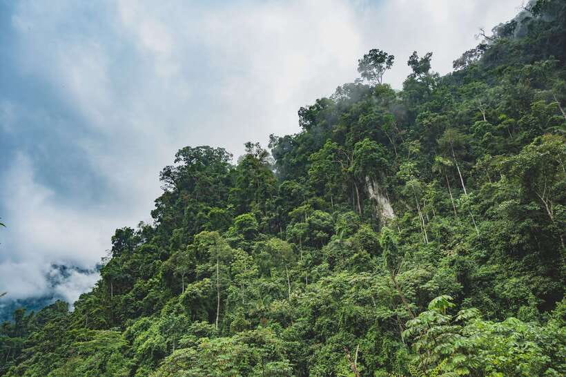 Sri Lanka: Sinharaja rainforest tour from Colombo, Bentota - Toward the Tallest Peak: Pace, Effort, and How to Adjust