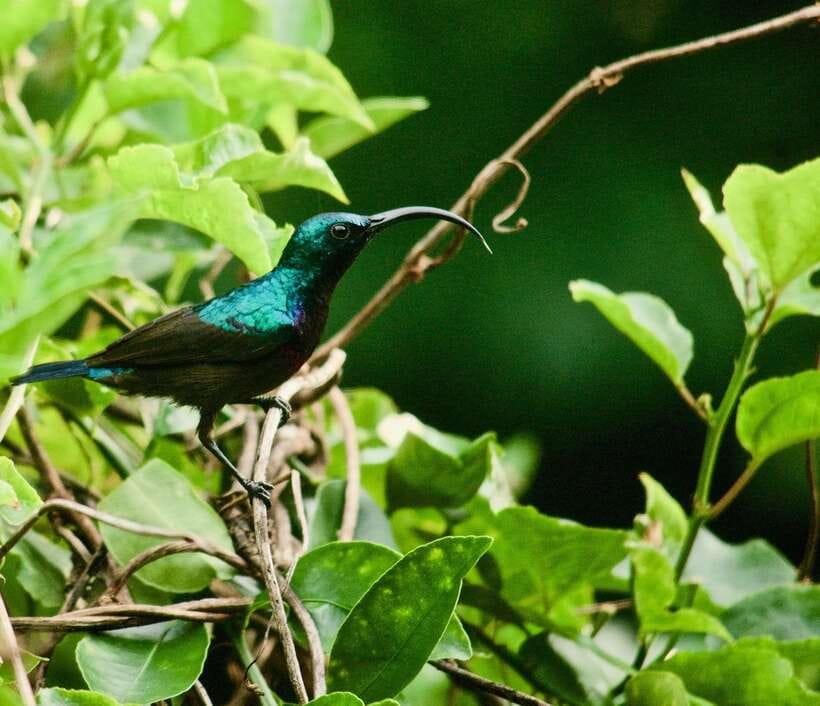 Sri Lanka: Sinharaja rainforest tour from Colombo, Bentota - The Local Lunch Break: Included, Spicy, and Worth Planning Around