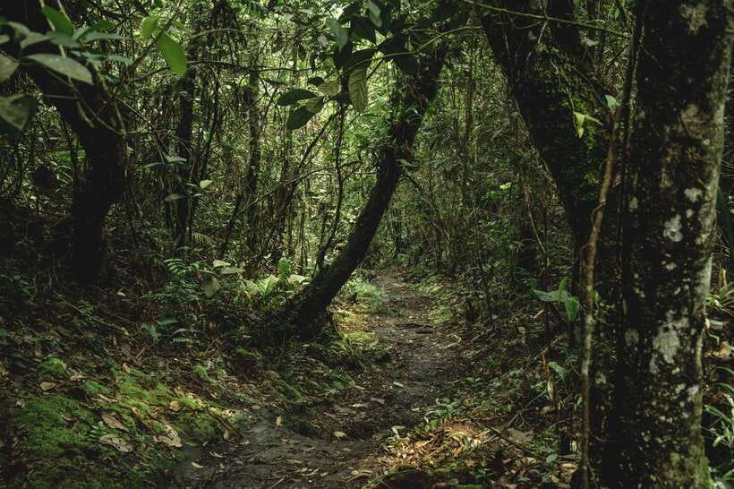 Sri Lanka: Sinharaja rainforest tour from Colombo, Bentota - Transportation, Group Size, and What $195 Buys You