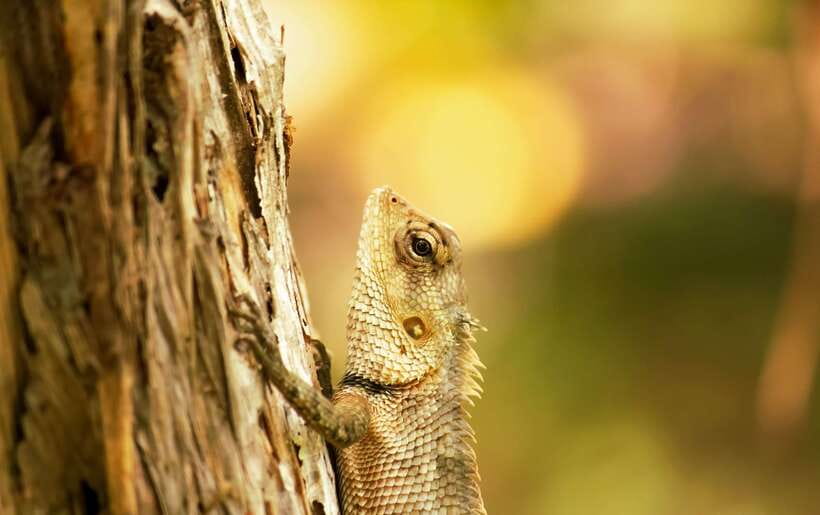 Sri Lanka: Sinharaja rainforest tour from Colombo, Bentota - What to Bring (and Why These Items Matter in the Jungle)