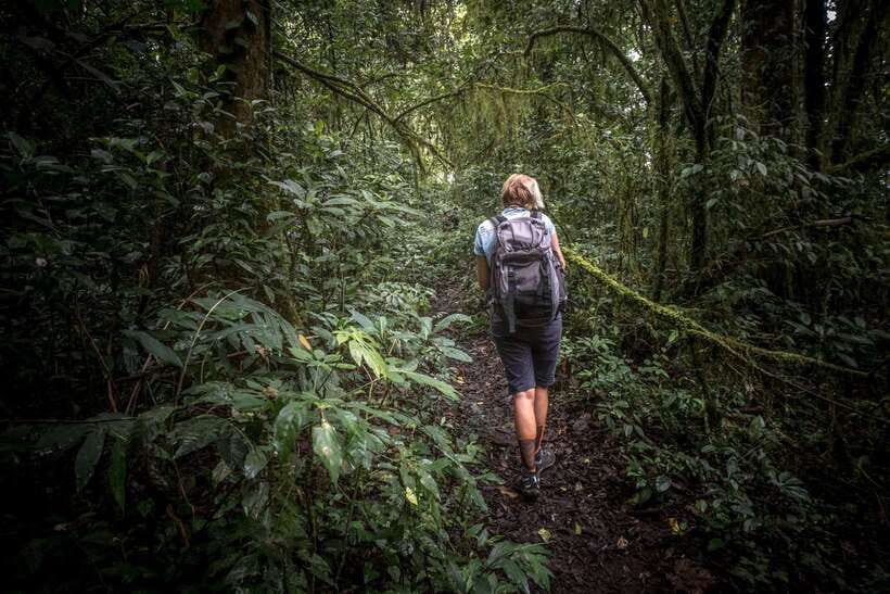 Sri Lanka: Sinharaja rainforest tour from Colombo, Bentota - The 4-Hour Sinharaja Walk: What a Guided “Rainforest Day” Really Means
