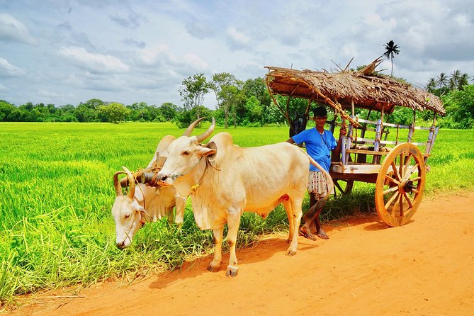 Sri Lanka Travel in 08 Nights 09 Days - Day 5: Tea country basics, Ramboda Falls, and the Nanu Oya to Ella train