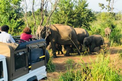 Sri Lanka Wild Life Uniqe Safari 26 - Elephant spotting without getting tense or loud