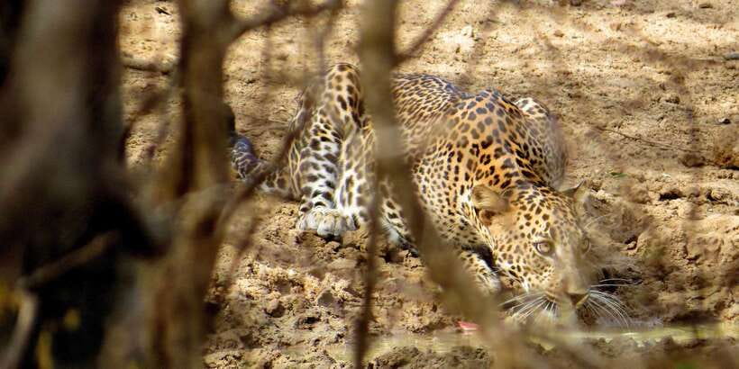 Sri Lanka: Yala National Park Private Safari - Key Points You’ll Feel on This Safari