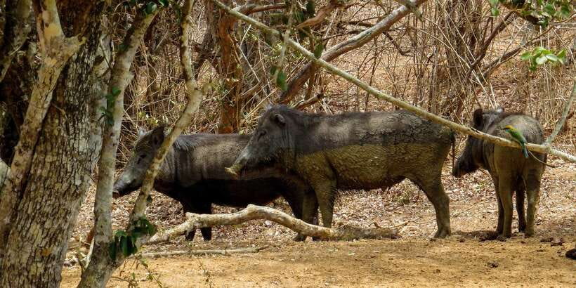 Sri Lanka: Yala National Park Private Safari - Who This Safari Is Best For