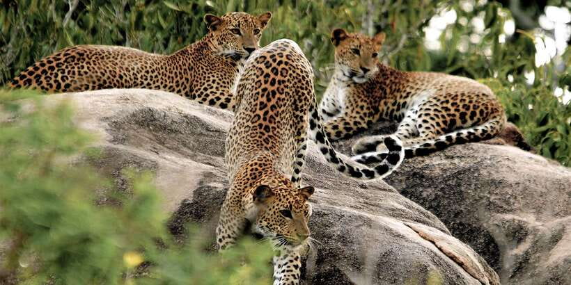Sri Lanka: Yala National Park Private Safari - Why a Private Jeep in Yala Feels More Productive