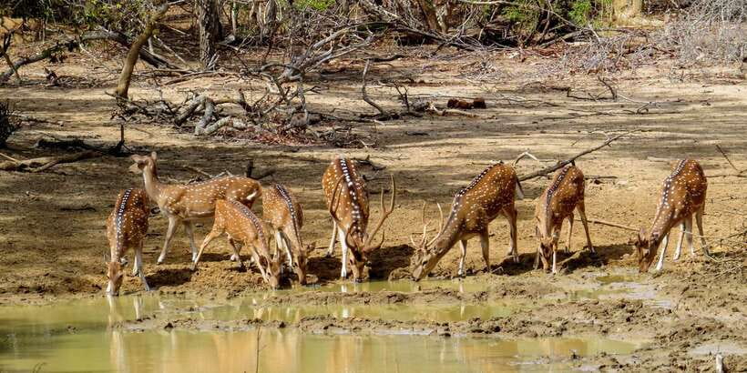 Sri Lanka: Yala National Park Private Safari - What You’ll Actually Do in the Jeep (and Why It Matters)