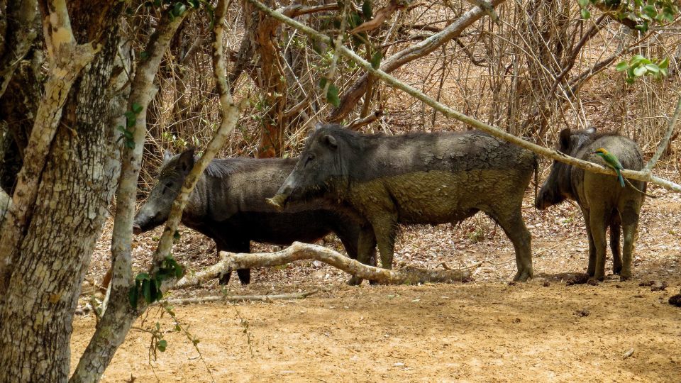 Sri Lanka: Yala National Park Private Safari - Photo and Camera Tips for a Roof-Open Safari