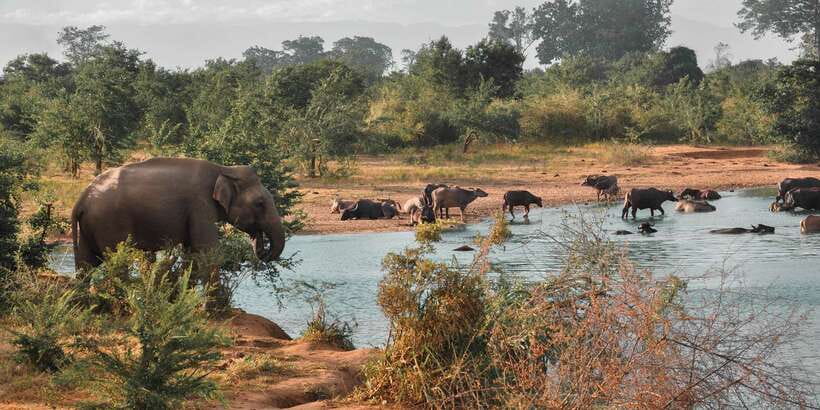 Sri Lanka: Yala National Park Private Safari - Price and Value: What $43 Covers (and What It Doesn’t)
