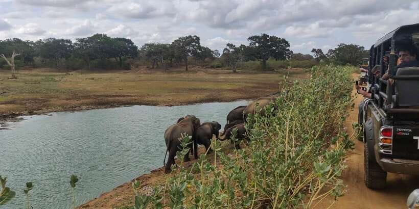 Sri Lanka: Yala National Park Private Safari - Leopards, Elephants, and the Reality of Wildlife Odds