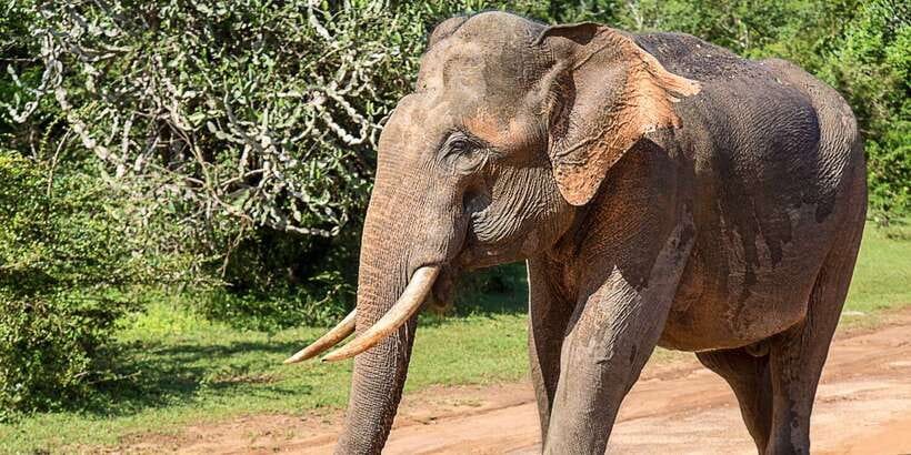 Tangalle/Hiriketiya: Udawalawa Safari & Elephant Orphanage - Who this tour fits best (and who may want a different plan)