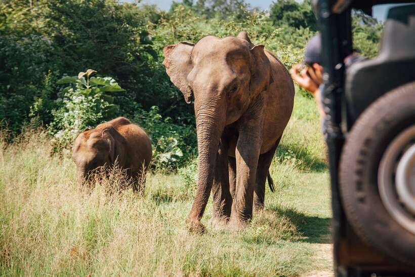 Tangalle/Hiriketiya: Yala National Park Safari in a 4x4 - Should you book Shehan Safari Jeep Tours for Yala?