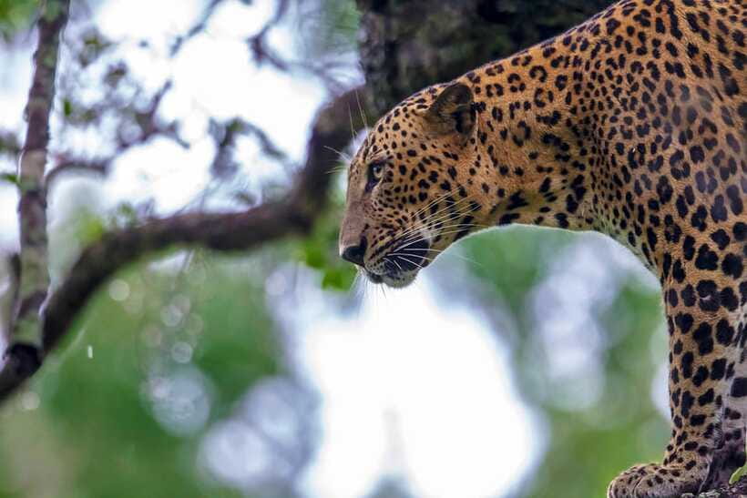 Tangalle/Hiriketiya: Yala National Park Safari in a 4x4 - FAQ
