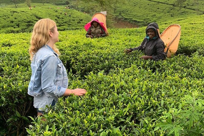 Tea Fields & Factory Tour - Meet the pluckers and learn the technique in plain terms