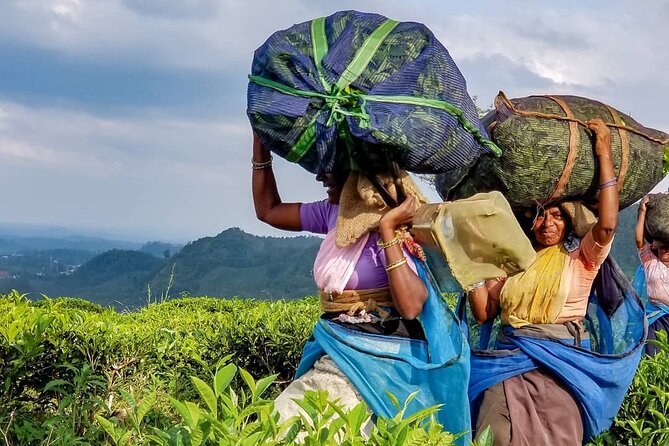 Tea Fields & Factory Tour - Weighing stations: the quality checkpoint you can actually understand