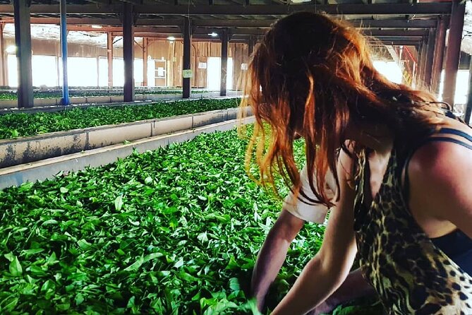 Tea Fields & Factory Tour - Tasting the result: fresh brewed tea you can connect to the steps