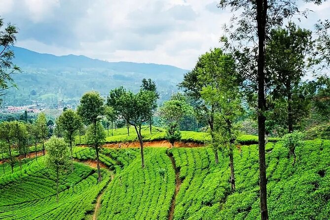 Tea Fields & Factory Tour - Price and value: is $20 a good deal for a 3-hour tea experience?