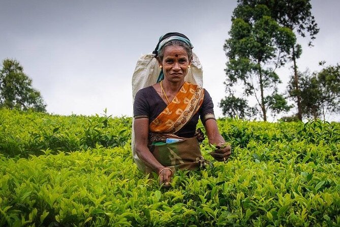 Tea Fields & Factory Tour - Who should book this Hatton Tea Fields & Factory Tour