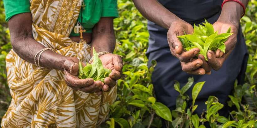 Tea Plucking and Tea Factory: Visit from Nuwara Eliya - Key things to know before you go