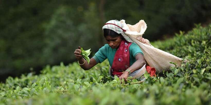 Tea Plucking and Tea Factory: Visit from Nuwara Eliya - From Nuwara Eliya to the Tea Estates: comfort first, views as a bonus