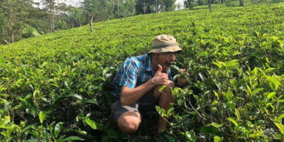 Tea Plucking and Tea Factory: Visit from Nuwara Eliya - Tea plucking in the hills: what you learn and what it feels like