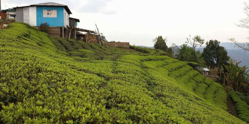 Tea Plucking and Tea Factory: Visit from Nuwara Eliya - Scenic photo stops and the reality of plantation life