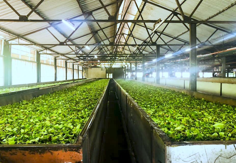 Tea Plucking and Tea Factory: Visit from Nuwara Eliya - Should you book it?
