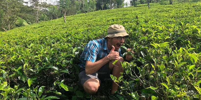 Tea Plucking and Tea Factory: Visit from Nuwara Eliya - Tea plucking in the hills: what you learn and what it feels like