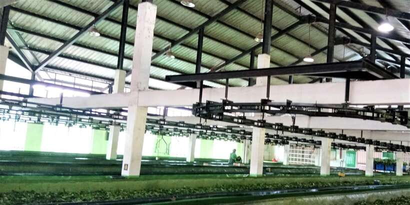 Tea Plucking & Tea Factory: Tour From Nuwara Eliya - Key things to know before you go