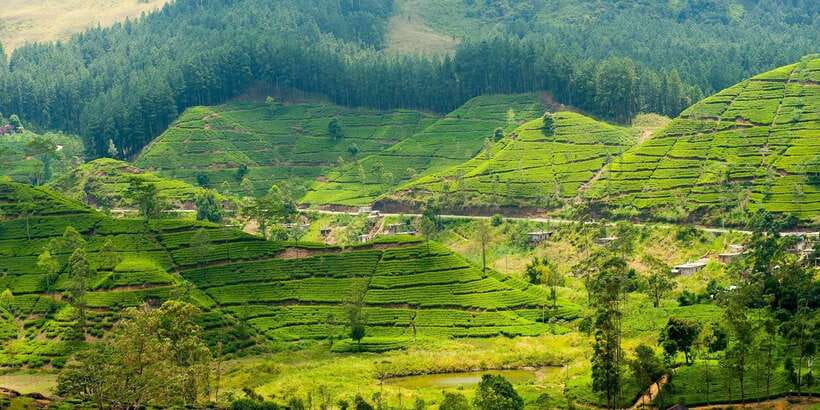 Tea Plucking & Tea Factory: Tour From Nuwara Eliya - From withering to drying: what the tea factory visit is really like