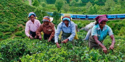 Tea Plucking & Tea Factory: Tour From Nuwara Eliya - Plucking tea tips with a woven basket (and what it teaches)