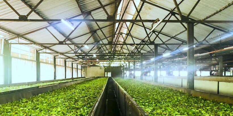 Tea Plucking & Tea Factory: Tour From Nuwara Eliya - Tea tasting: learning to spot caramel, florals, and citrus notes