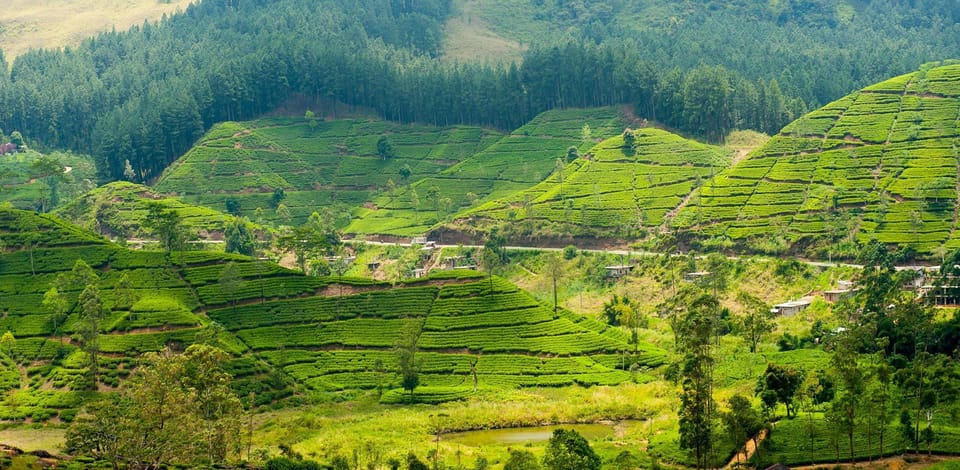 Tea Plucking & Tea Factory: Tour From Nuwara Eliya - The tea shop stop: where value can swing fast