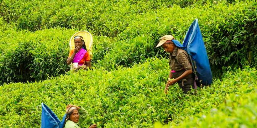 Tea Plucking & Tea Factory: Tour From Nuwara Eliya - Who should book this tea plucking tour (and who should skip)