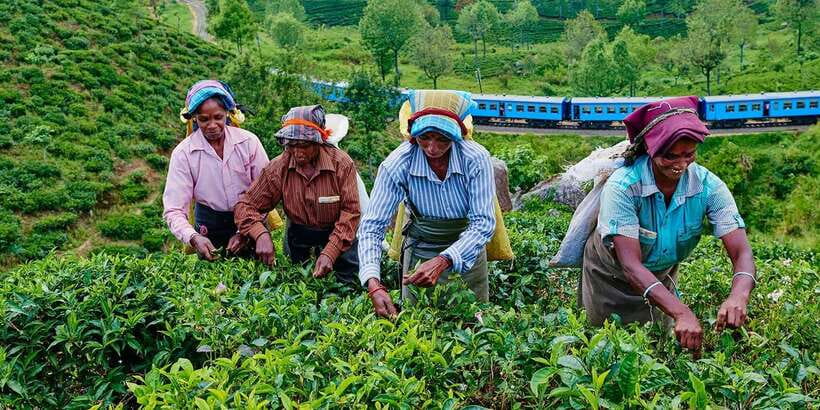 Tea Plucking & Tea Factory: Tour From Nuwara Eliya - Plucking tea tips with a woven basket (and what it teaches)
