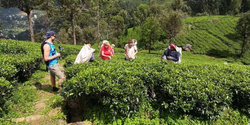 Tuk-Tuk Safari Liptons seat,Tea Fields Hike,TeaFactory Tour - Key points before you go