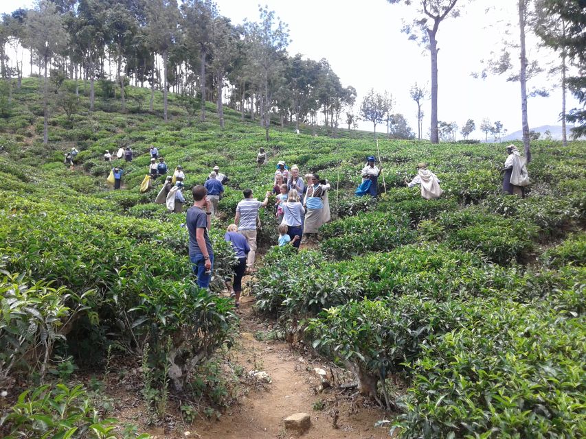 Tuk-Tuk Safari Liptons seat,Tea Fields Hike,TeaFactory Tour - Why this combo works: hike first, factory last