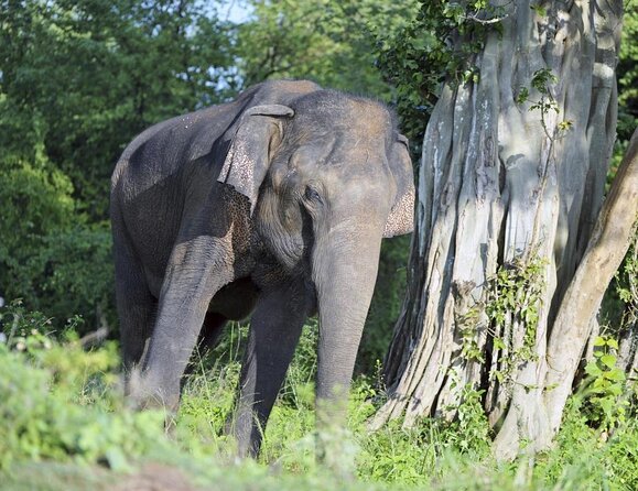 Udawalawa National Park half day Safari - Udawalawe National Park: what makes it special for elephant sightings