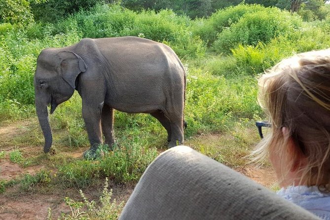 Udawalawa National Park half day Safari - The 6–8 hour half-day plan: about 3 hours on safari