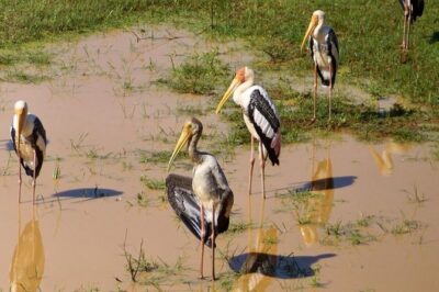 Udawalawa National Park half day Safari - From Galle to the park: the value of AC pickup and private transport