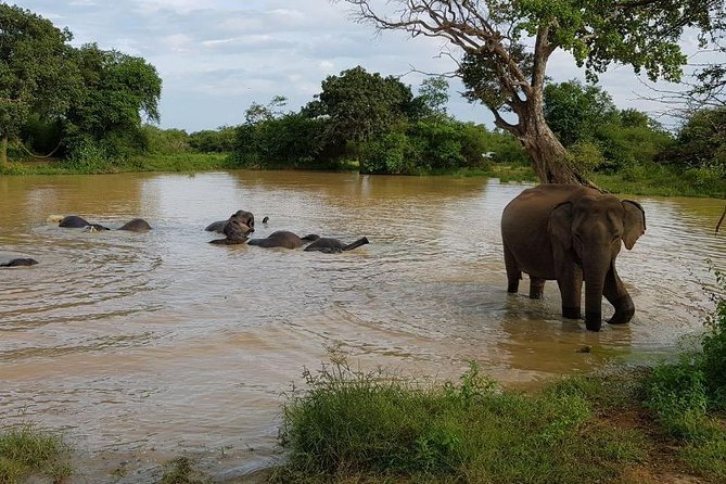 Udawalawa National Park half day Safari - Food reality near Udawalawe: breakfast is on you