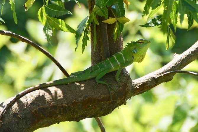 Udawalawa National Park half day Safari - Price and value: what $85 includes (and why it’s reasonable)